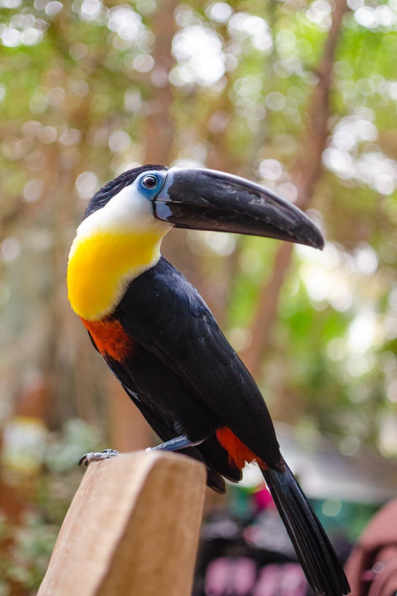 A vibrant toucan bird perched outdoors displaying its colorful plumage.