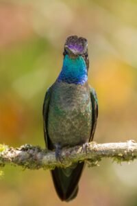Close-up of a colorful hummingbird perched on a branch in a natural setting.