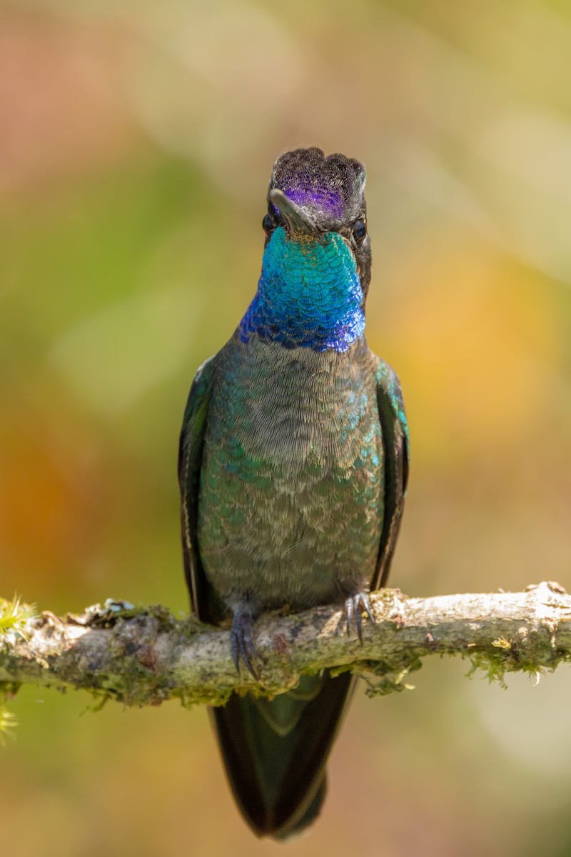 Close-up of a colorful hummingbird perched on a branch in a natural setting.