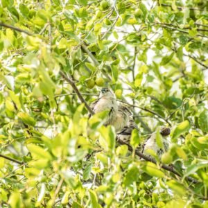 Small birds perched on a leafy tree branch in a sunny outdoor setting.