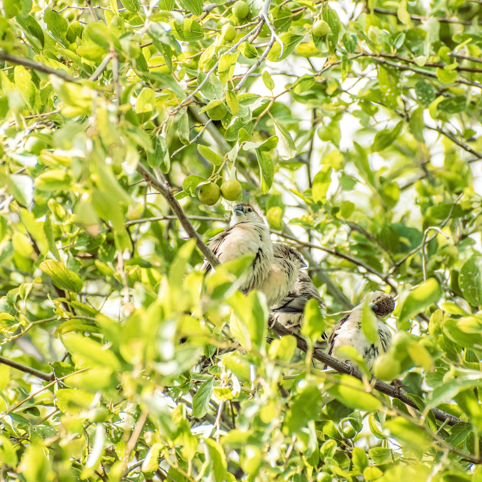 Small birds perched on a leafy tree branch in a sunny outdoor setting.