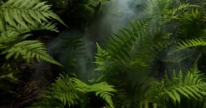 Dense green ferns with mist in a tropical rainforest setting, creating a fresh and lush atmosphere.
