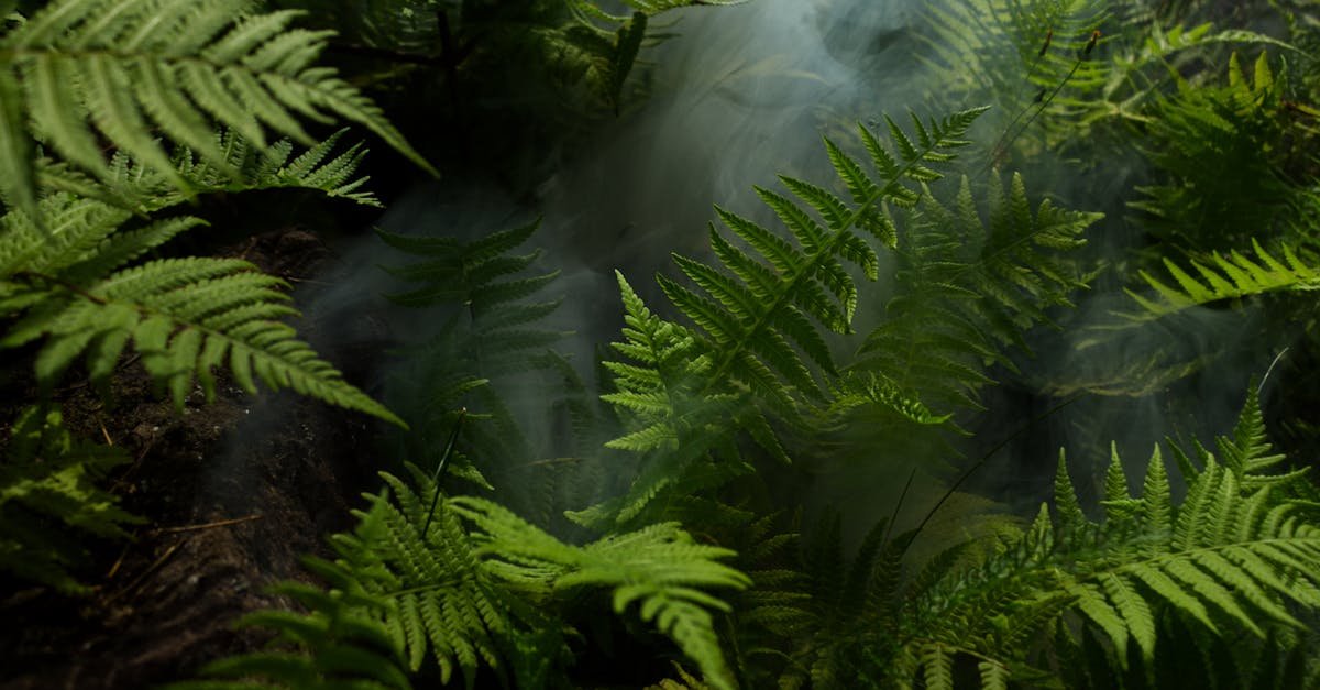 Dense green ferns with mist in a tropical rainforest setting, creating a fresh and lush atmosphere.