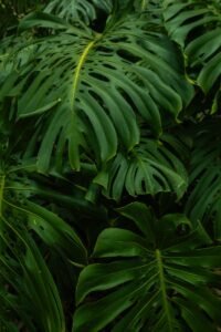 Vibrant green Monstera leaves thriving in Colombia's tropical jungle.