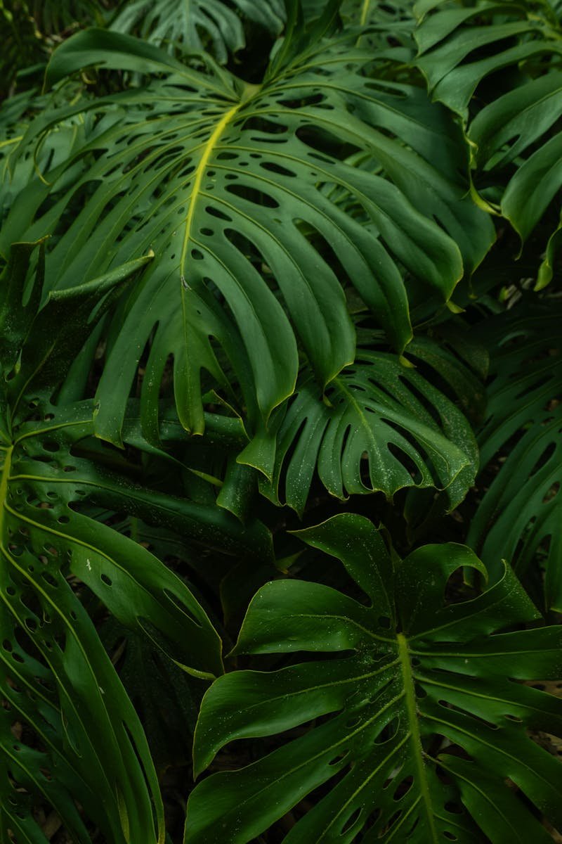 Vibrant green Monstera leaves thriving in Colombia's tropical jungle.