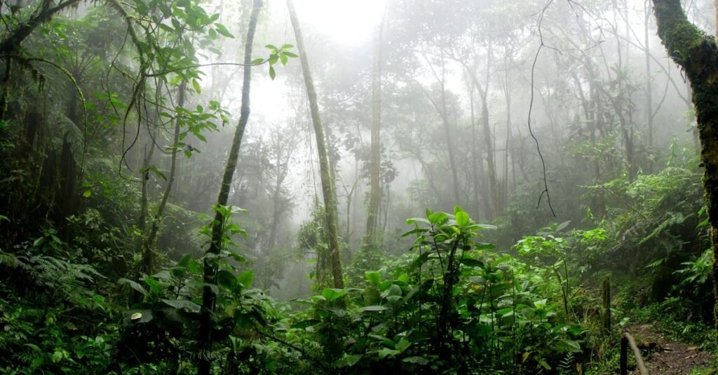 Dense misty rainforest in San Antonio Del Tequendama, Colombia, showcasing vibrant green foliage.
